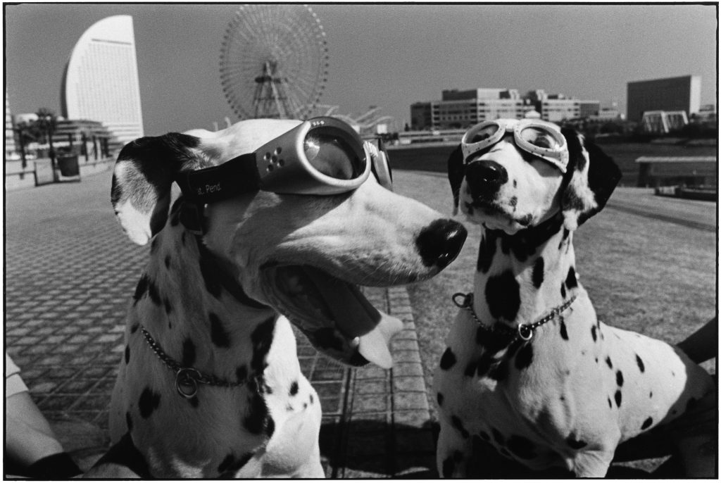 Elliott ERWITT au Musée Maillol à PARIS 15 img 2098 JULIA FORMA