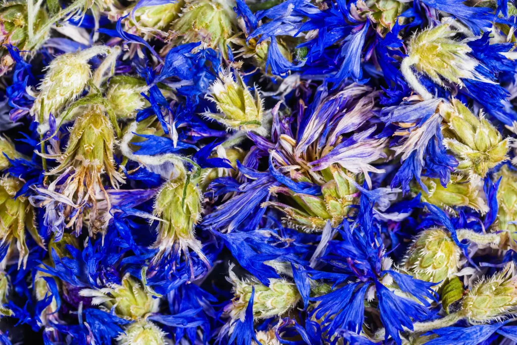 INFUSE MONTPELLIER : l'art de l'herboristerie 11 Infuse Herbes HD 17 copie Little SHAO